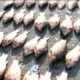 Два центнери свіжої риби відібрали у браконьєрів на Хмельниччині