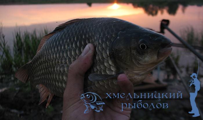 Ловля карася летом
