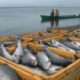 В Украине запретили массовый вылов рыбы
