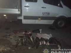 Чернобыльские сомы на прилавок не попали