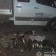 Чернобыльские сомы на прилавок не попали