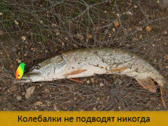 Колебалки не подводят никогда