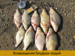 Возвращение блудных лещей