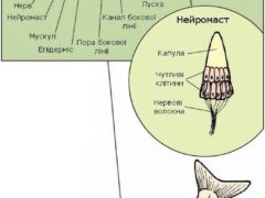 Бокова лінія